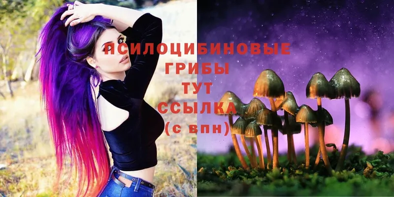 Псилоцибиновые грибы Cubensis Бор